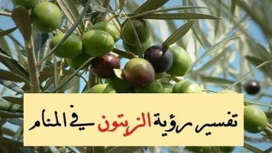 <p><strong>تفسير رؤية الزيتون في المنام لابن سيرين: دلالات رمزية ومعانٍ عميقة تكشف عن أسرار حياتك القادمة</strong></p> 8 تفسير رؤية الزيتون في المنام1